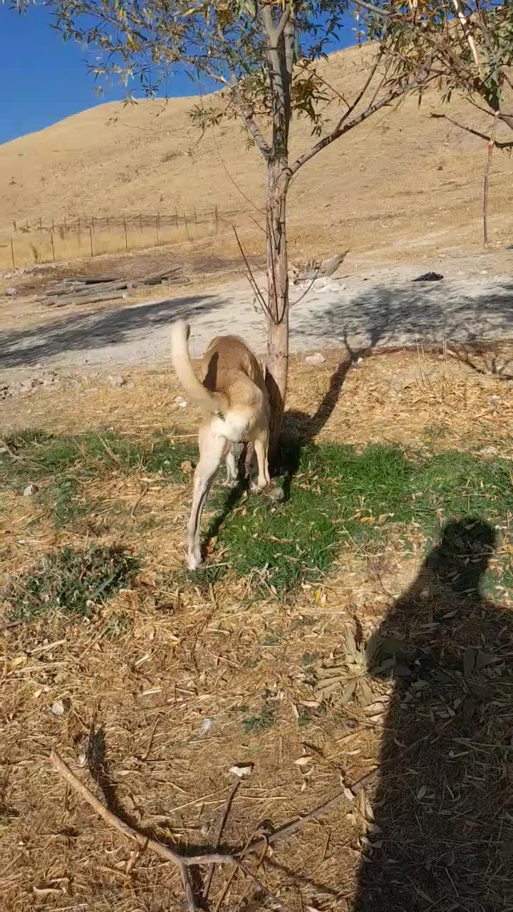 واگذاری سگ|سگ|خلخال, |دیوار