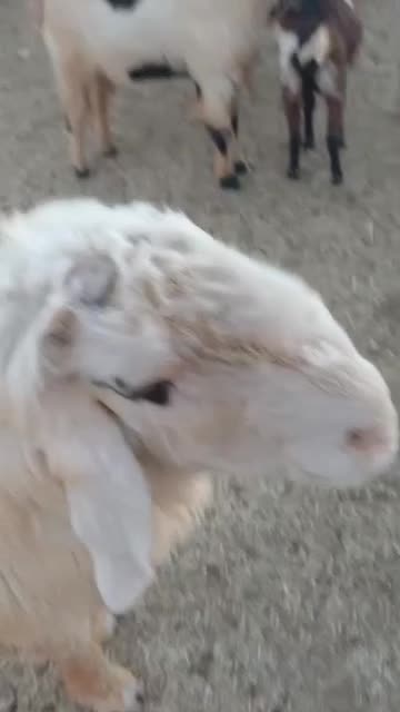 ۴۰ راس بز|حیوانات مزرعه|اقلید, |دیوار