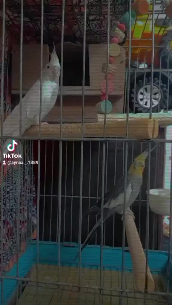 عروس هلندی|پرنده|قرچک, محمد آباد|دیوار