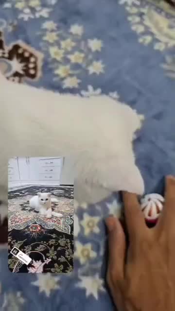 گربه اسکاتیش|گربه|بندرعباس, |دیوار