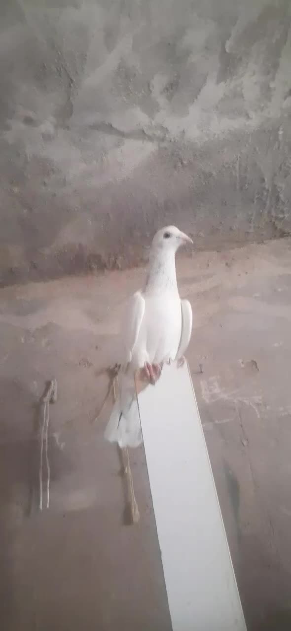 هفترنگ نر کفتر|پرنده|اقبالیه, |دیوار