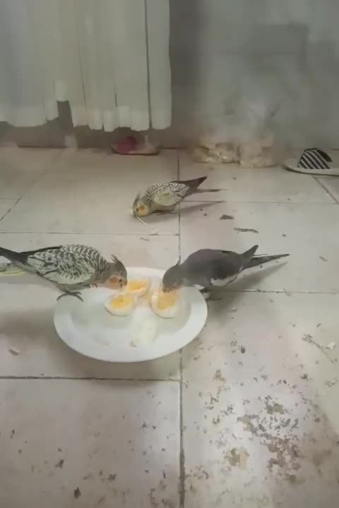 چهارتا عروس هلندی دو ماهه|پرنده|هشتگرد, شهرک پارسیان|دیوار