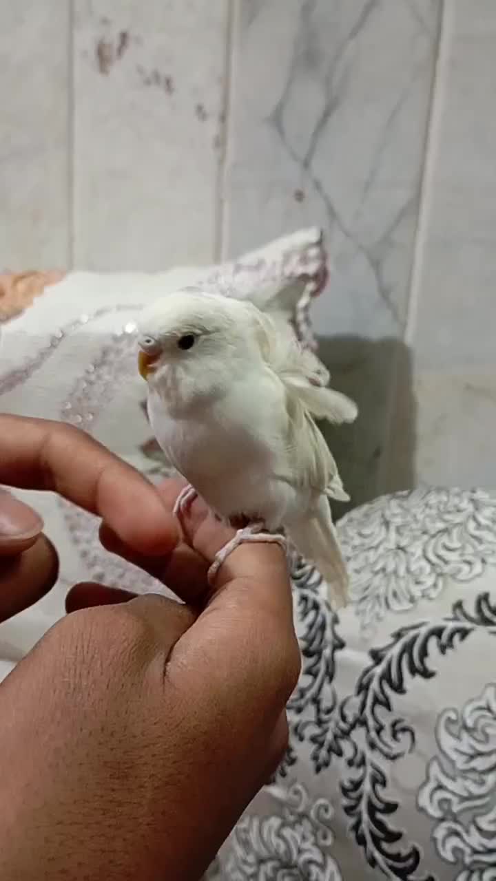 مرغ عشق پروانه ای دستی|پرنده|زاهدان, |دیوار