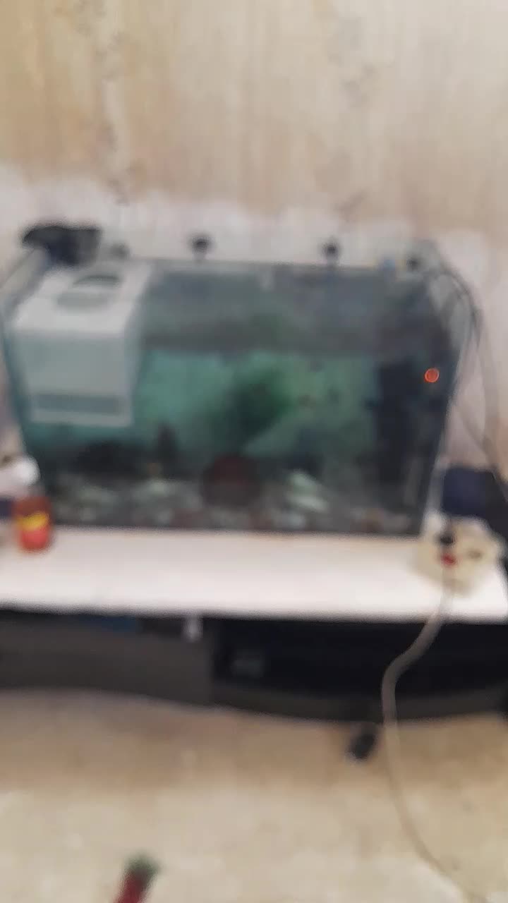 ماهی اکواریمی|ماهی|مراغه, |دیوار