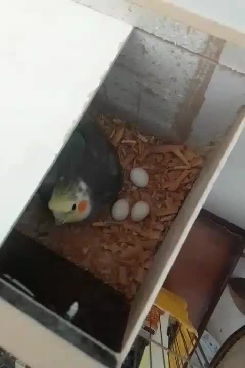 عروس هلندی|پرنده|مرند, |دیوار