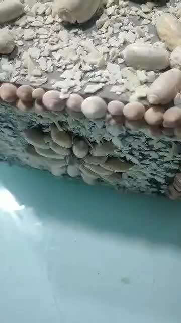 باکس صدف|صنایع دستی و سایر لوازم تزئینی|شیراز, شهرک فرهنگیان|دیوار