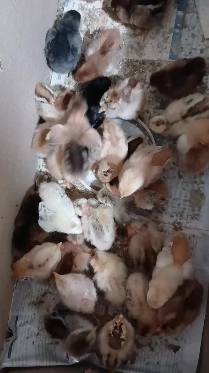 جوجه مرغ محلی|حیوانات مزرعه|طاهرگوراب, |دیوار