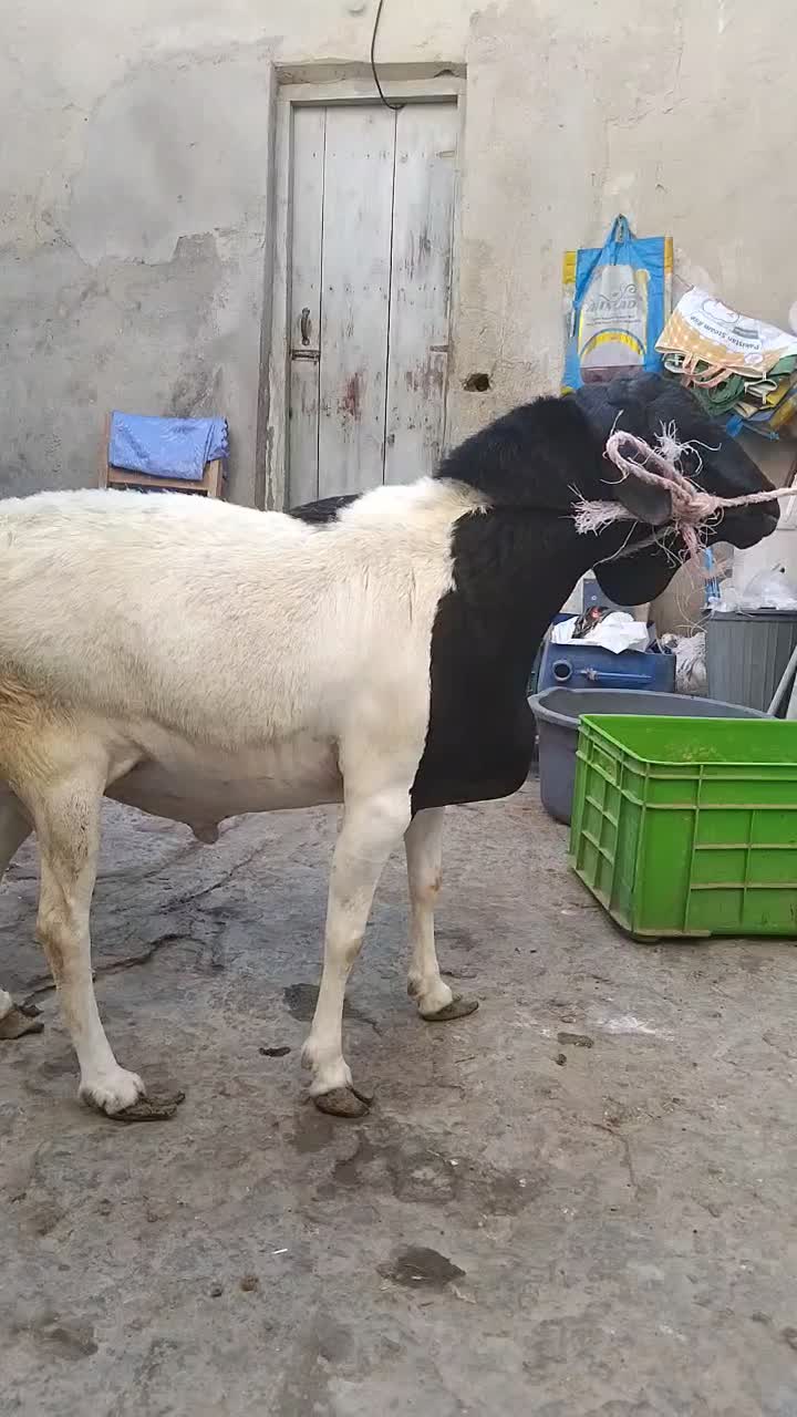 غوچ|حیوانات مزرعه|قشم, |دیوار