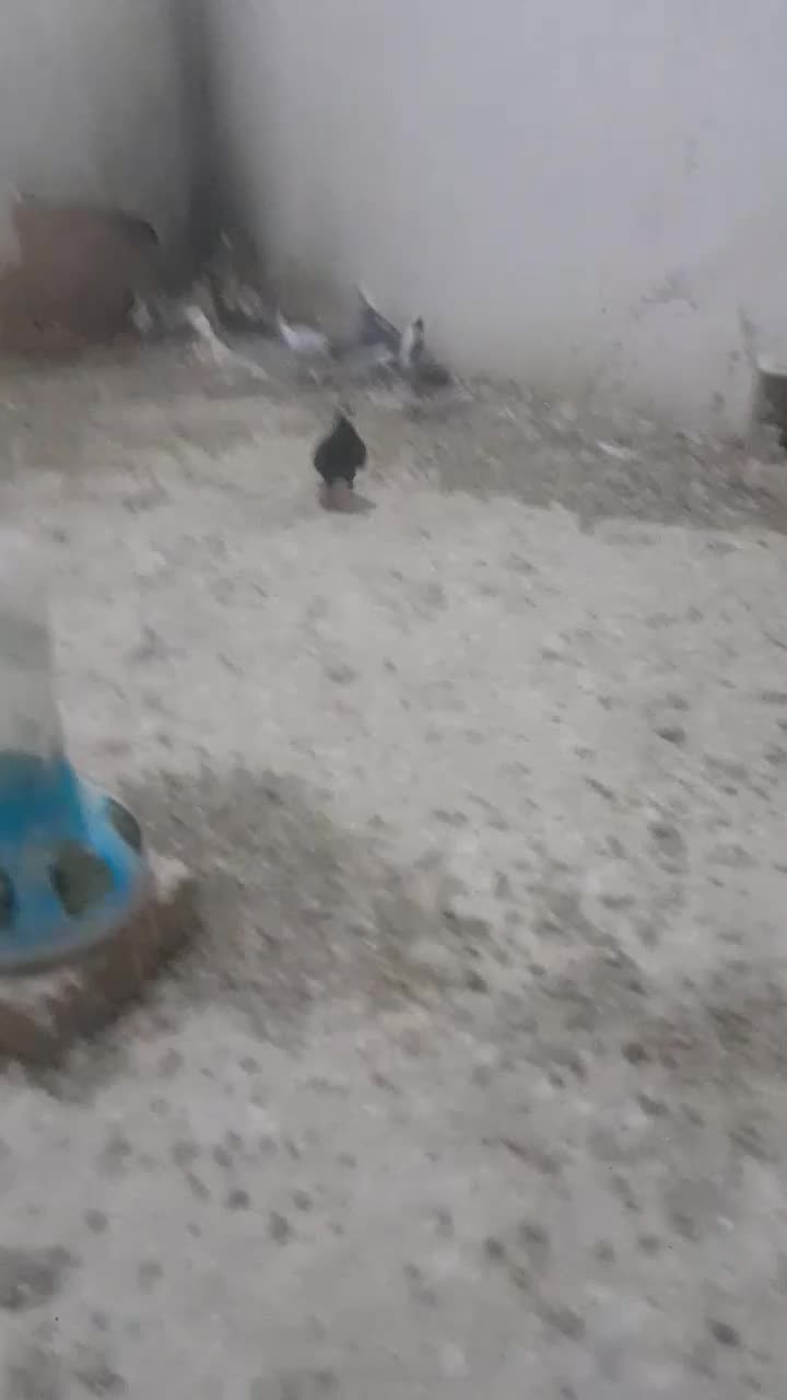 همه هوایی|پرنده|تربت‌حیدریه, پائین ولایت|دیوار