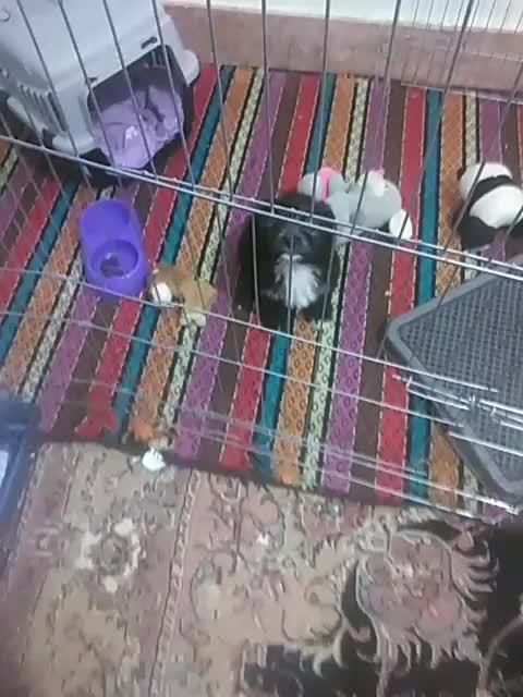 شیتزو ماده|سگ|تربت جام, شهرک آزادگان|دیوار