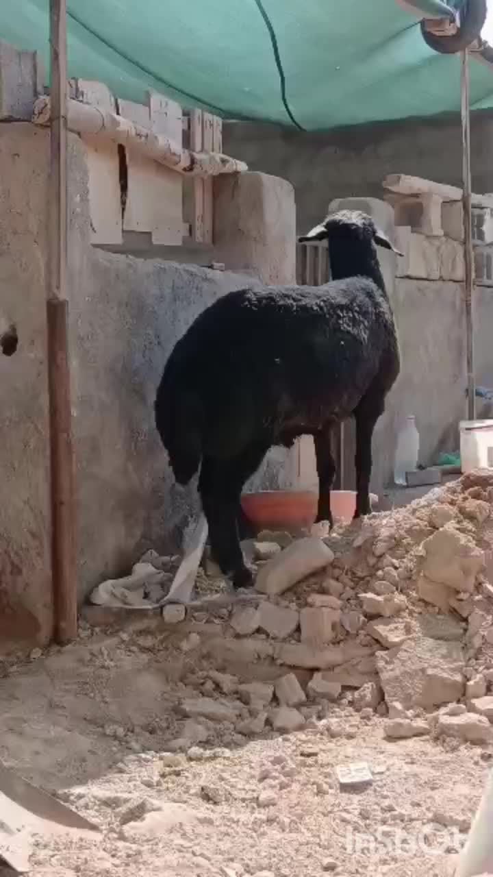 بره ماده شال قوچ همو میش ژن دار|حیوانات مزرعه|شیراز, کرونی(خاتونک)|دیوار