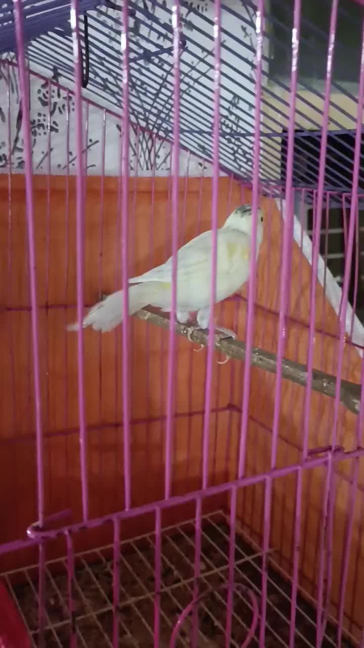 قناری ماده|پرنده|مسجد سلیمان, |دیوار