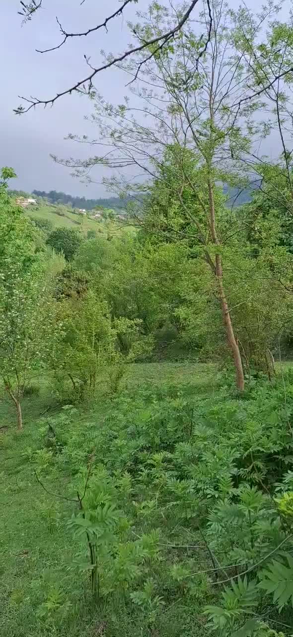 کلنگی 11000متری/ایدهآل تفکیک،ساخت ویلا،بومگردی|فروش زمین و ملک کلنگی|لاهیجان, آهندان|دیوار