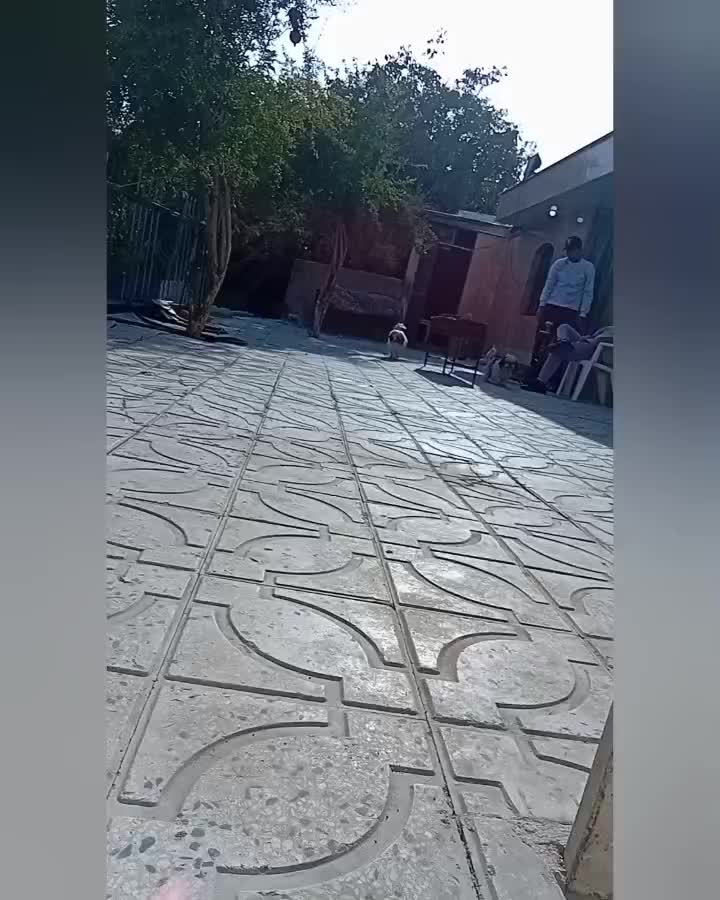 سگ شیتزو فلت فقط 1800|سگ|فردیس, شهرک ناز|دیوار