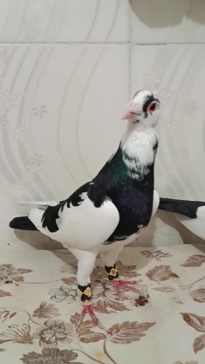 هفرنگ و پلنگ کرمونی|پرنده|کاشمر, |دیوار