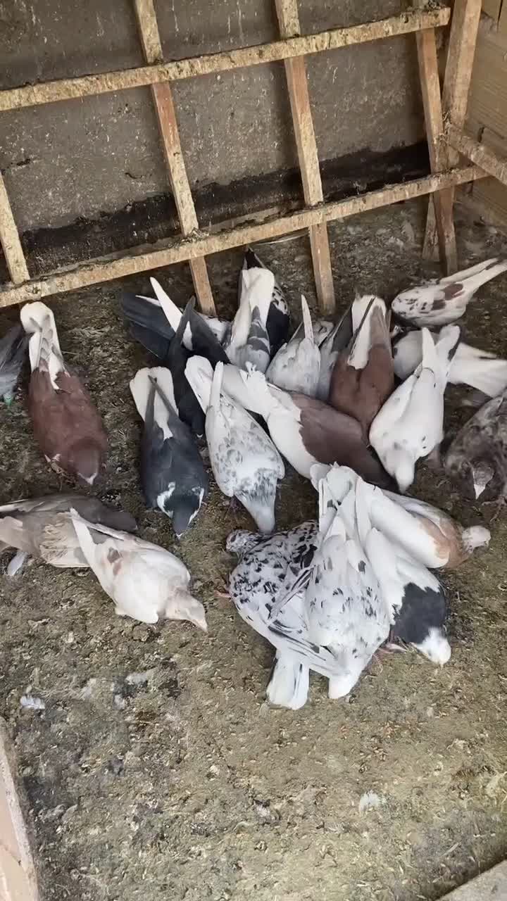 کبوتر پرشی|پرنده|الوند, |دیوار