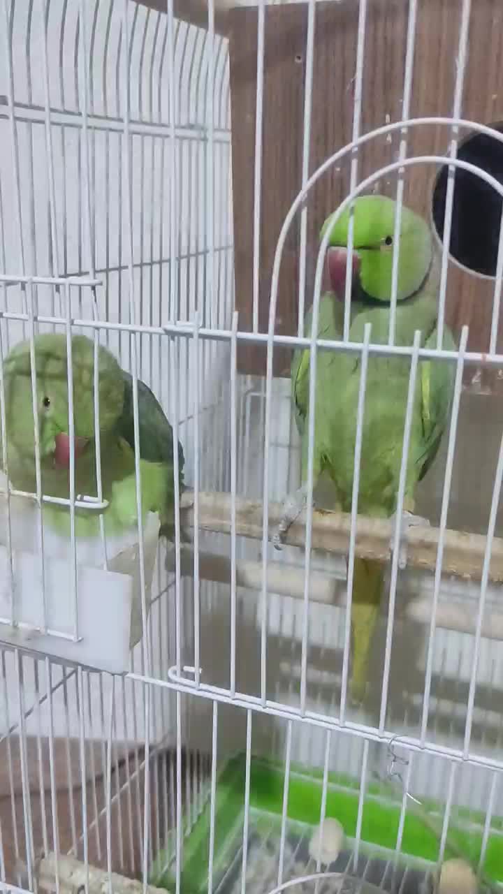 طوطی ملنگو مولد|پرنده|نجفآباد, فرخی|دیوار