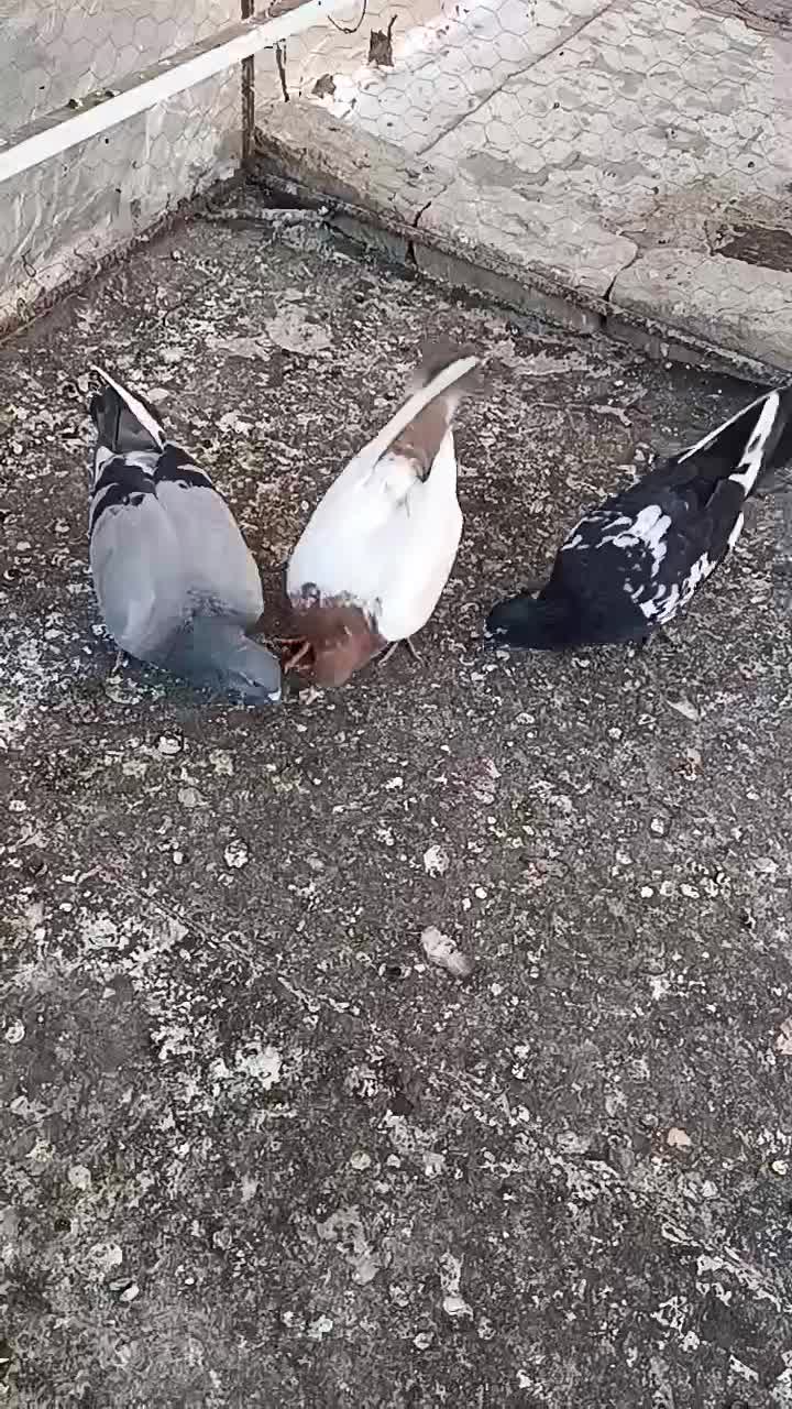 کفتر پرشی|پرنده|الوند, |دیوار