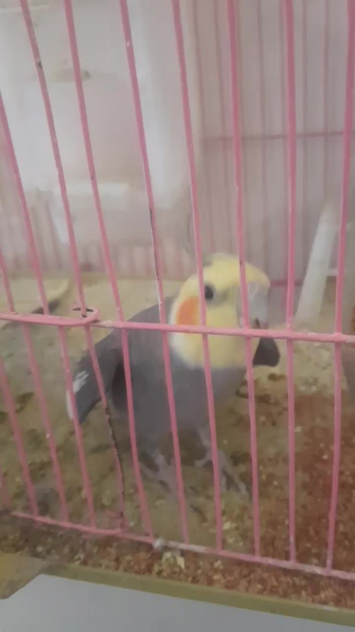 عروس هلندی|پرنده|زنجان, |دیوار