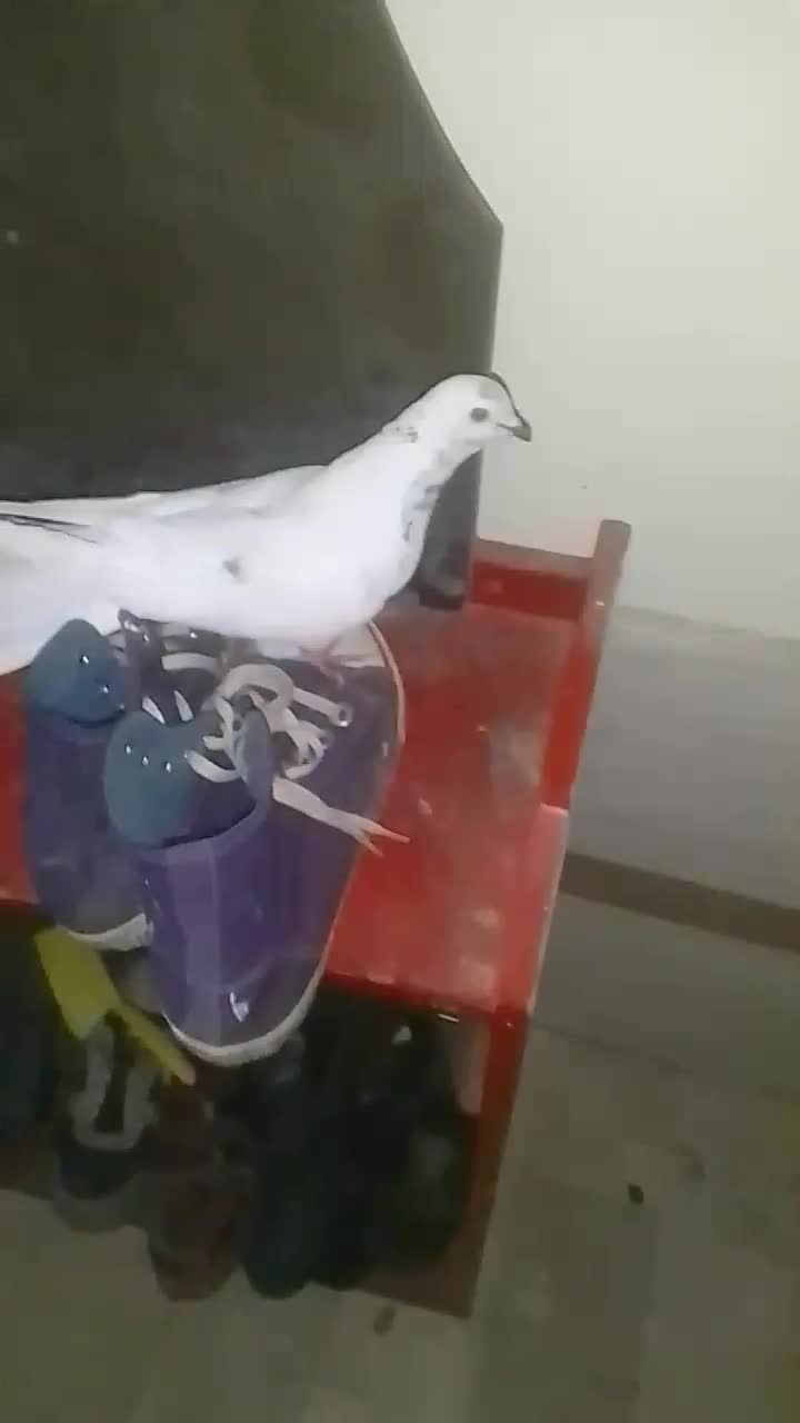 شیخ ماده شکار|پرنده|شاهین‌شهر, شهرک هشت بهشت|دیوار