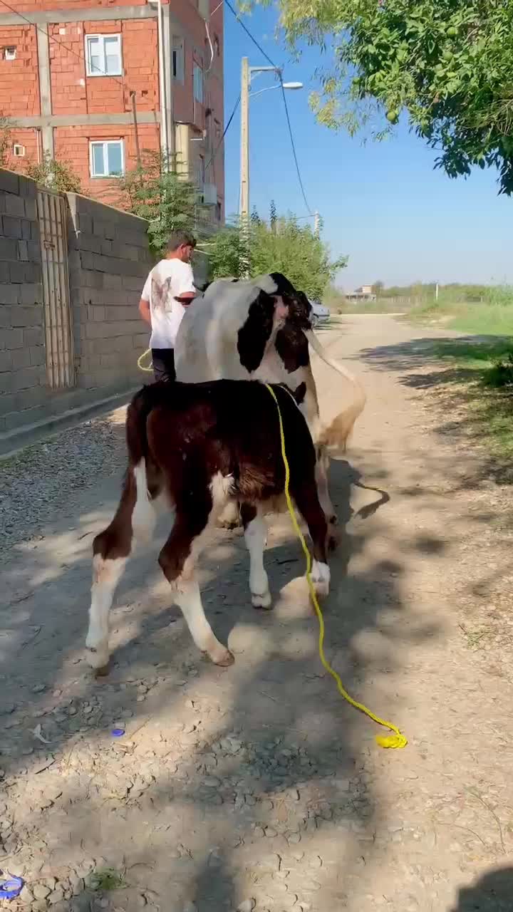 گاو گوساله دار شیری نر|حیوانات مزرعه|گرگان, |دیوار