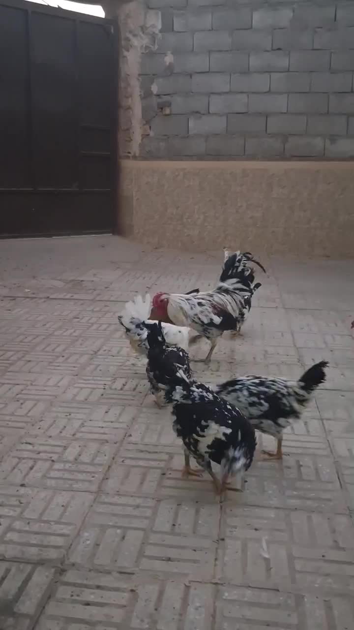 مرغ وخروس گلین|حیوانات مزرعه|خمینی‌شهر, |دیوار