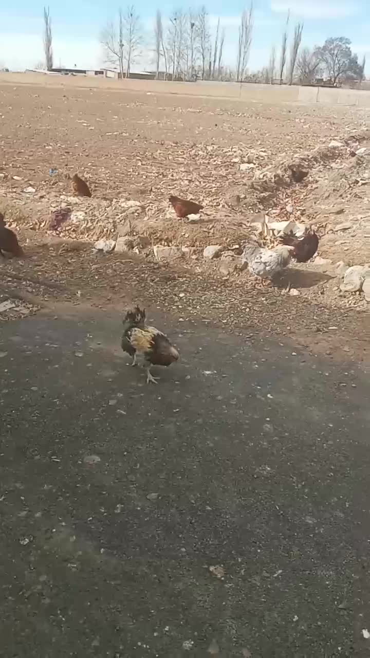 خروس|حیوانات مزرعه|نظرآباد, رسالت|دیوار