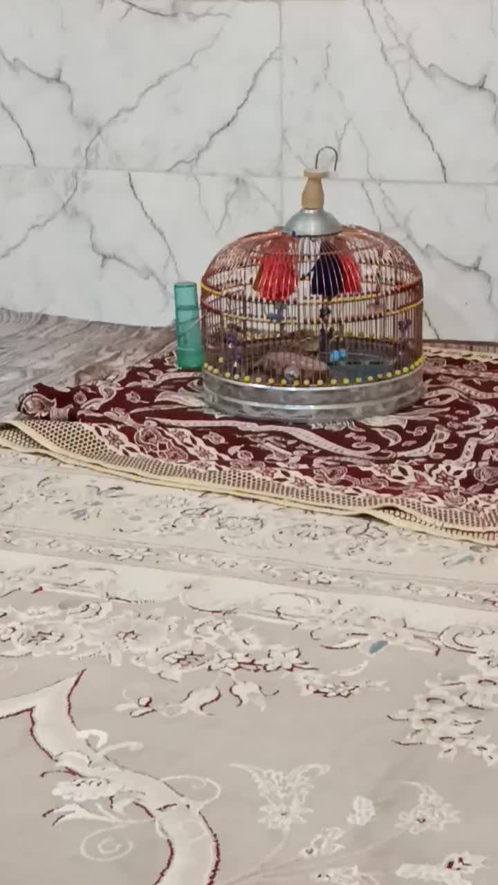 سهره خاکی|پرنده|بروجن, |دیوار