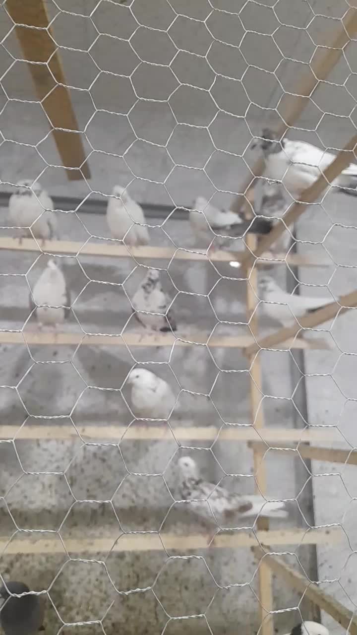 کفتر،کبوتر|پرنده|ساوه, |دیوار