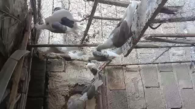 کفترکاکولی اصل|پرنده|شیراز, شهرک مهدی‌آباد|دیوار