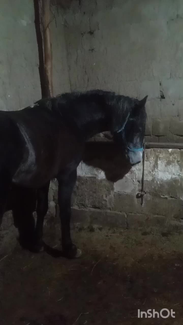 فروش اسب نریان 4سال|اسب و تجهیزات اسب‌سواری|سیلوانه, |دیوار