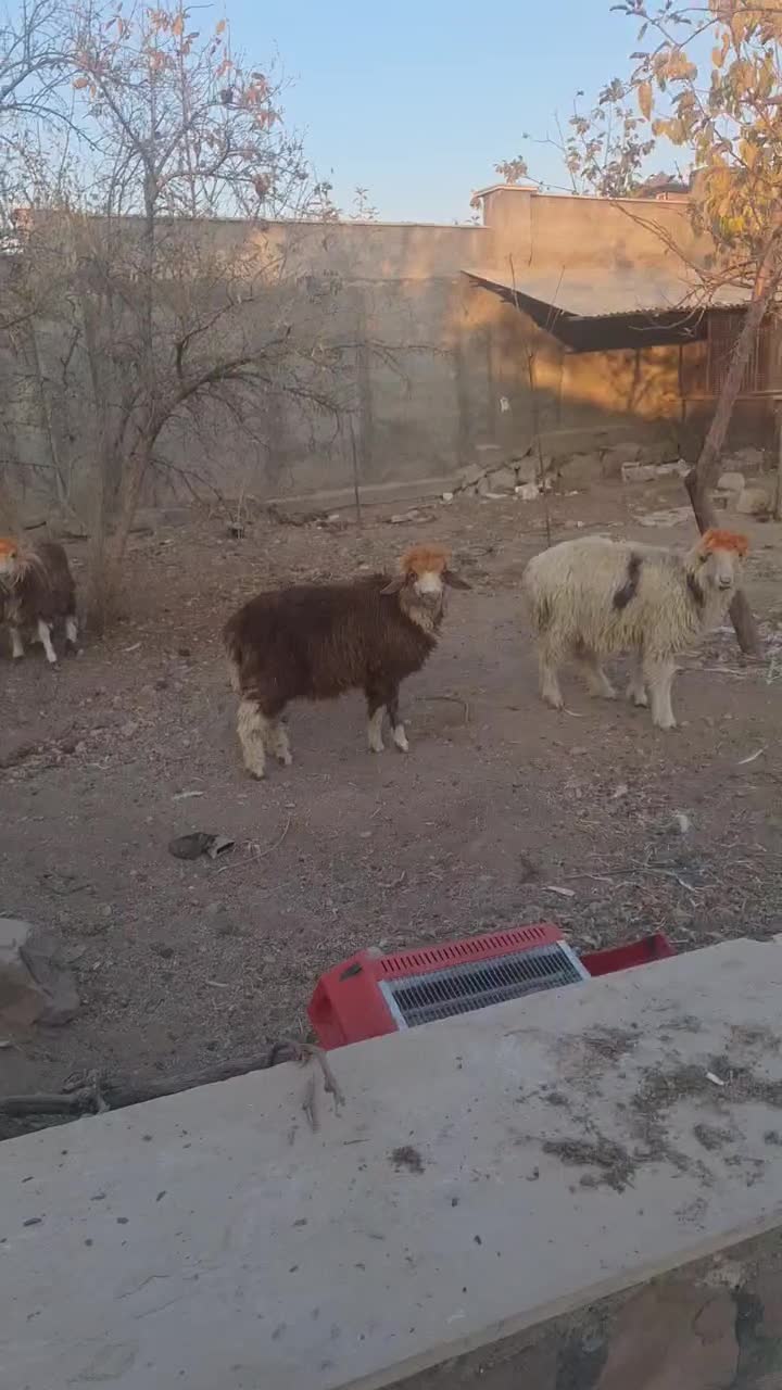 بره گوسفندبختیاری اصیل|حیوانات مزرعه|رودهن, |دیوار