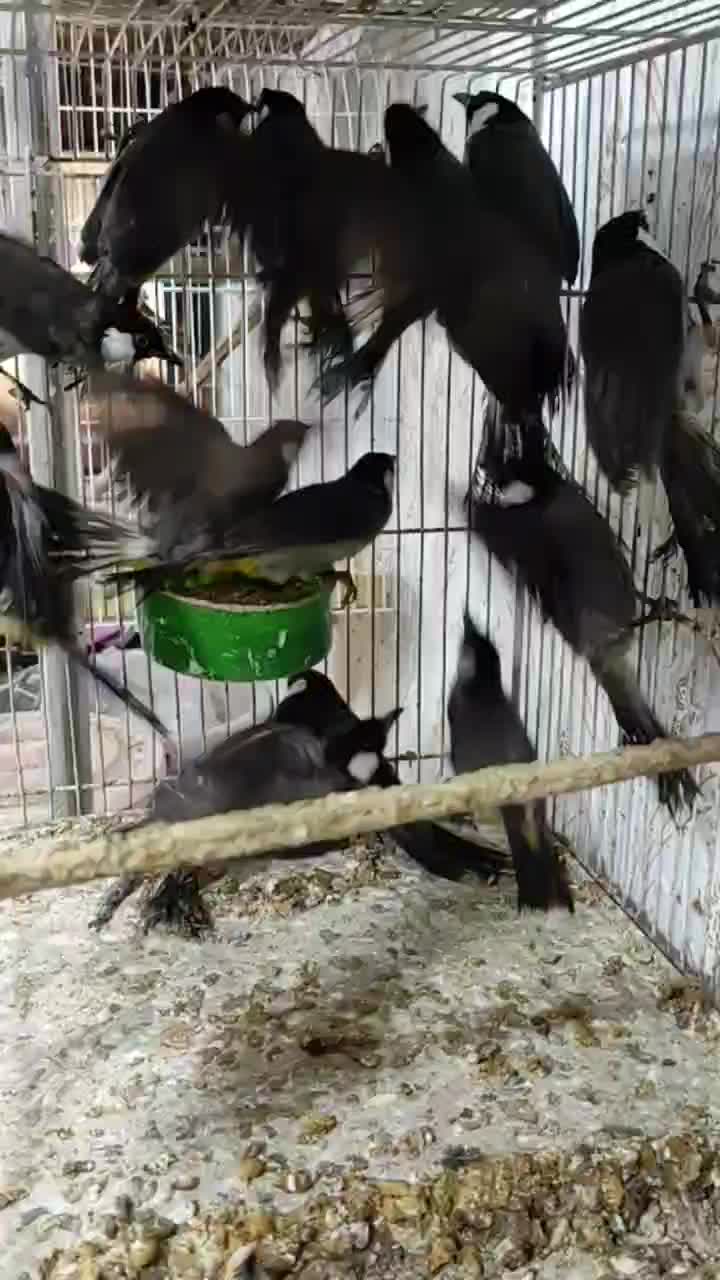 مرغ مینا جفت خورده با یکبار سابقه جوجه دهی|پرنده|رشت, علی آباد|دیوار