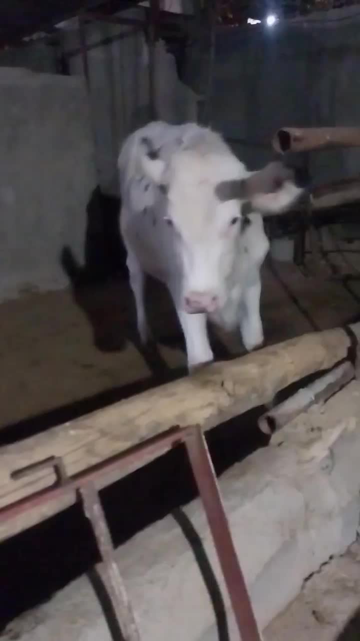 تلیسه پای کل|حیوانات مزرعه|هشتگرد, خور|دیوار