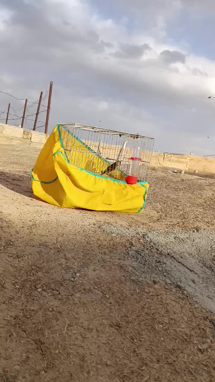 سیره دو رگه|پرنده|سنندج, |دیوار