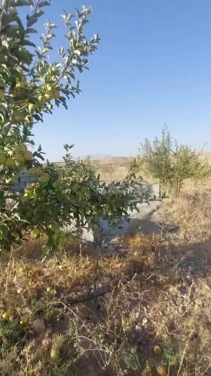 فروش باغ ۴جریب واقع درمنطقه وردشت فتح آباد سمیرم|فروش خانه و ویلا|وردشت, |دیوار