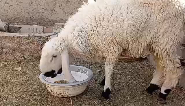 بره نر و کهره نر|حیوانات مزرعه|زابل, |دیوار