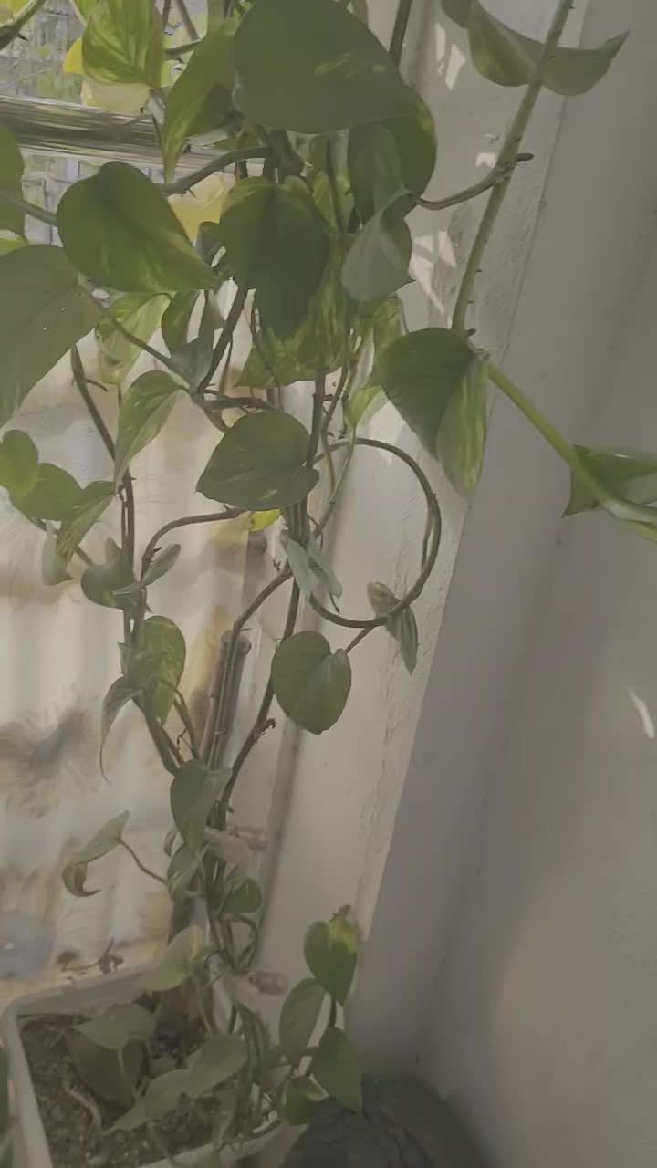 فروش گل پتوس|گل و گیاه طبیعی|رشت, حمیدیان|دیوار