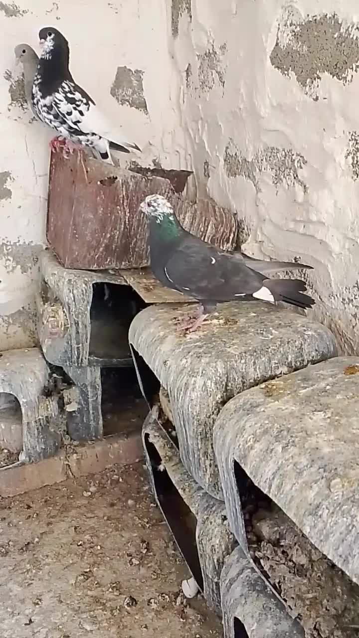 نره پلاکی|پرنده|جره و بالاده, |دیوار