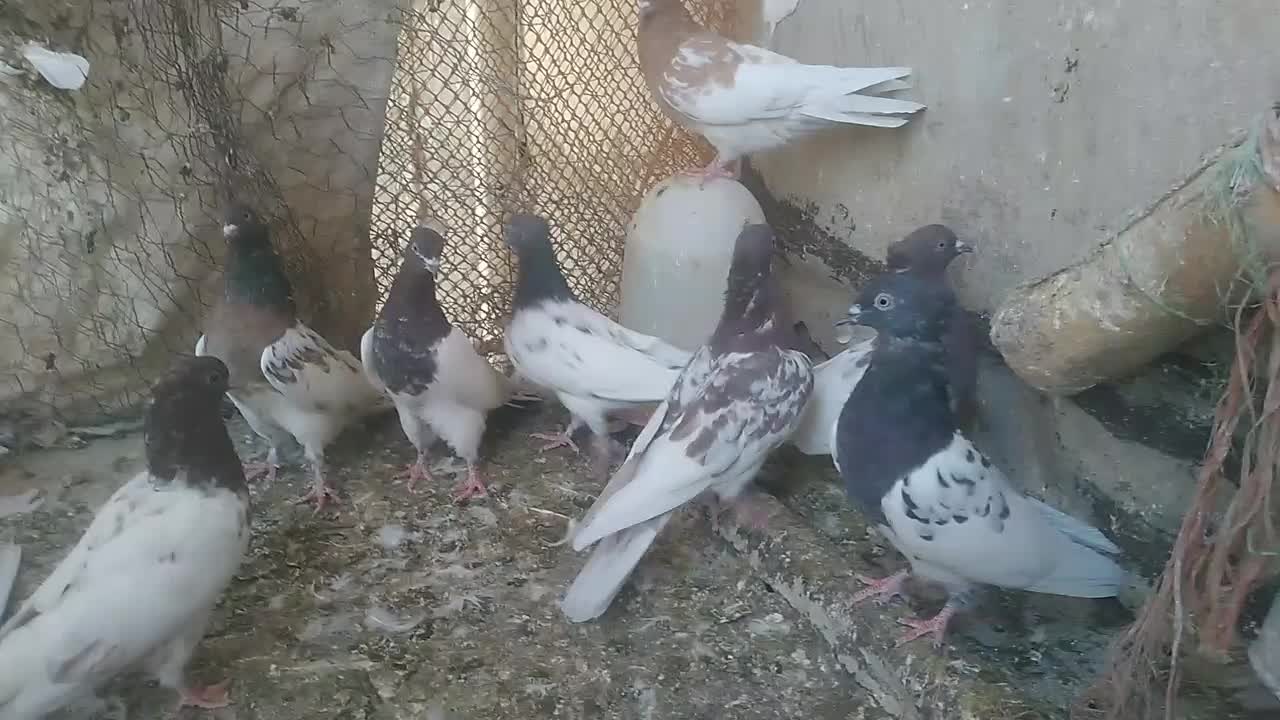 کبوتر کله|پرنده|شباب, |دیوار