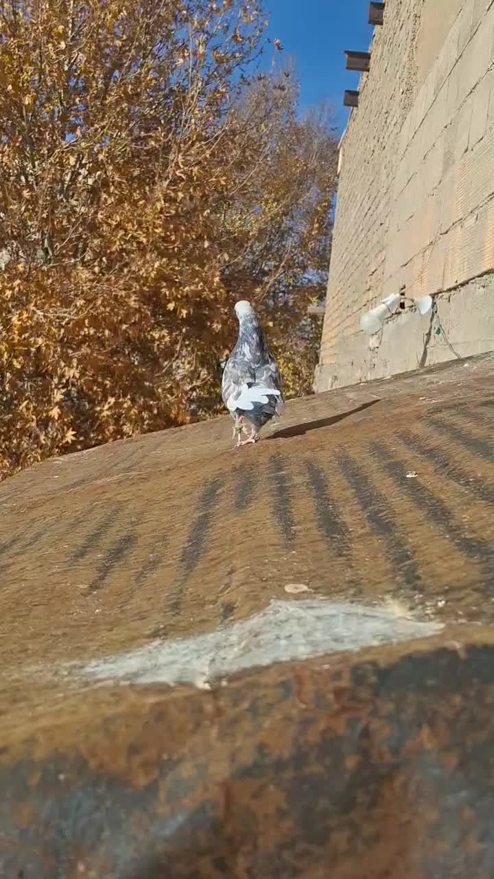 کبوتر شازده سرور نقش|پرنده|گلپایگان, |دیوار