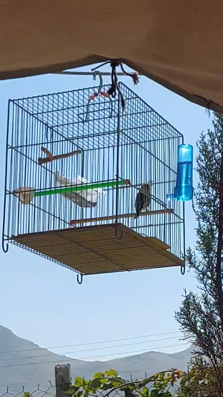 سهره جوجه قفس|پرنده|کرمانشاه, |دیوار