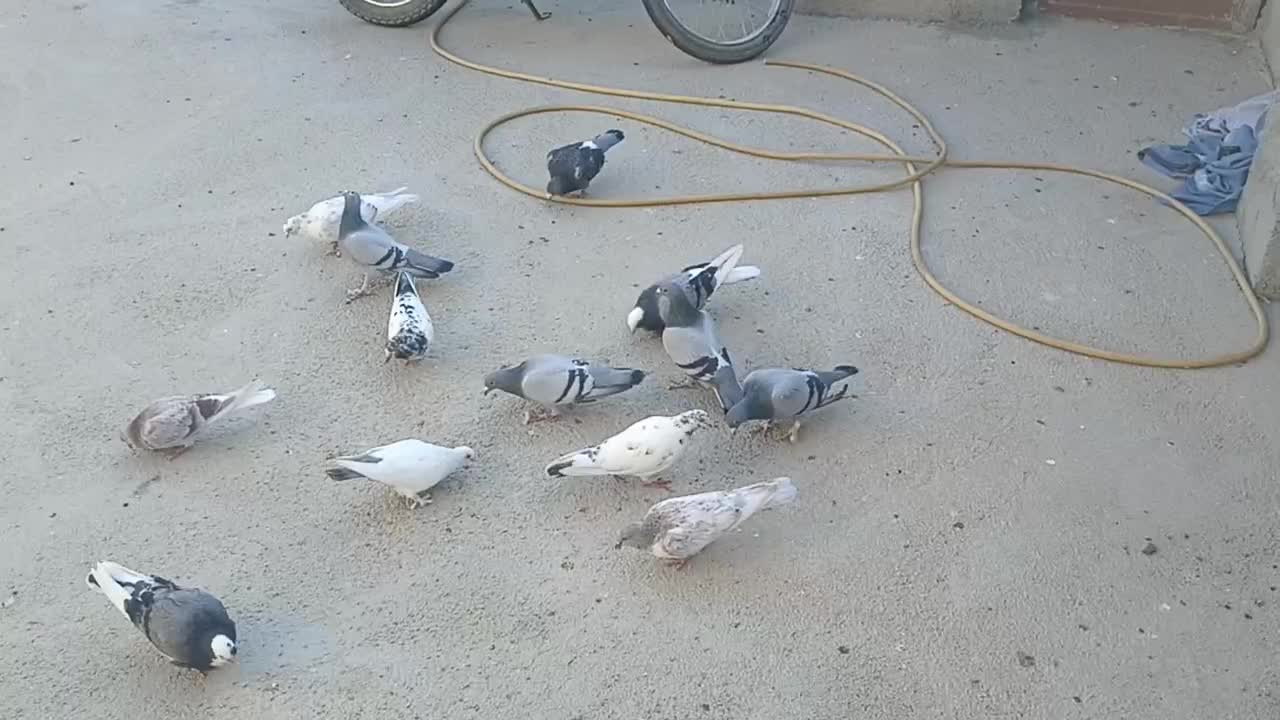 کبوتر|پرنده|بسطام, |دیوار