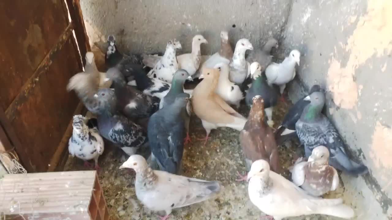 کبوترپرشی|پرنده|سبزوار, شهرک صنعتی فرودگاه|دیوار