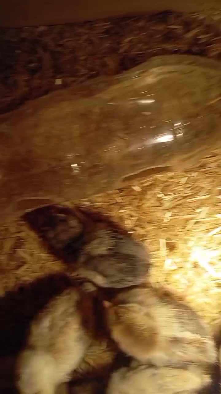 جوجه محلی سه هفته|حیوانات مزرعه|مهدی شهر, |دیوار