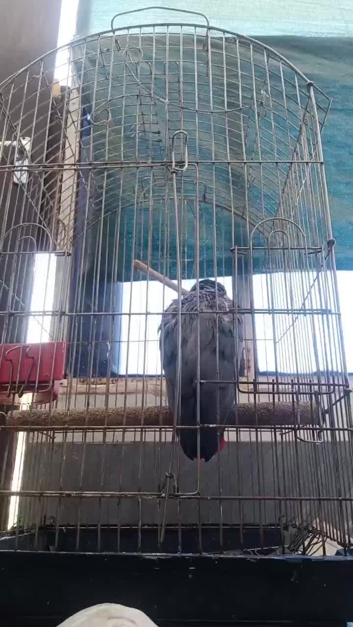 کاسکو دم قرمز|پرنده|اهواز, اسلام آباد شرقی|دیوار