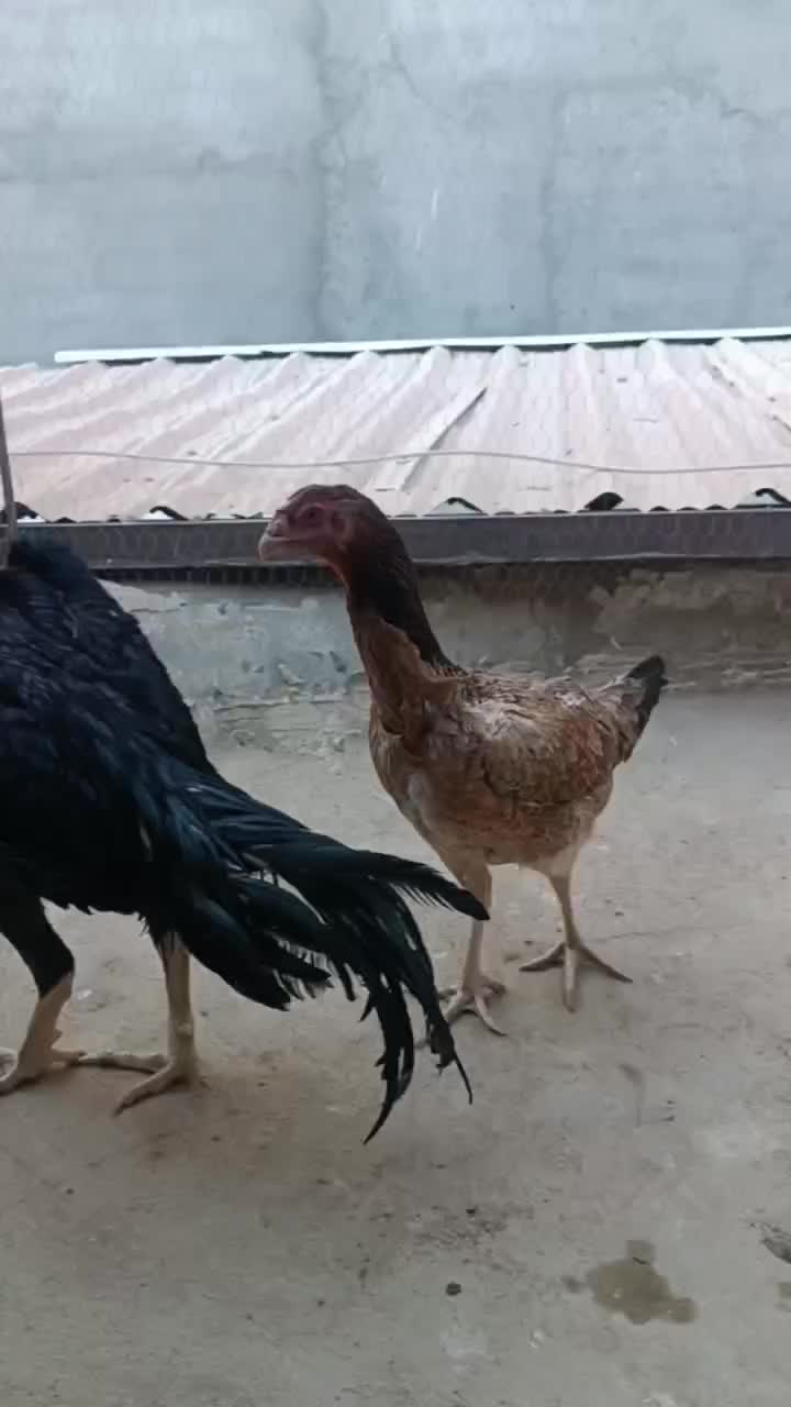 تخم مرغ لاری اوشامو|حیوانات مزرعه|مشهد, شهید بهشتی|دیوار