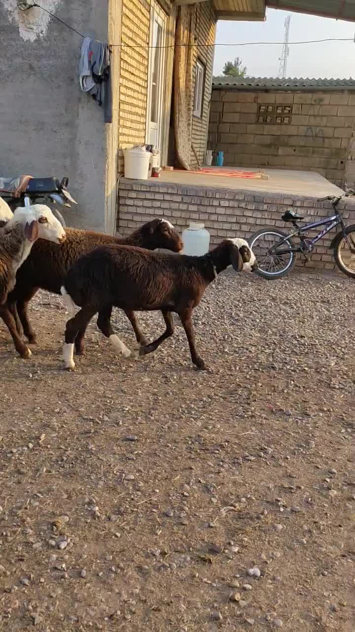 5راس توقلی ماده زیر قوچی درجه یک|حیوانات مزرعه|مزرعه کتول, |دیوار