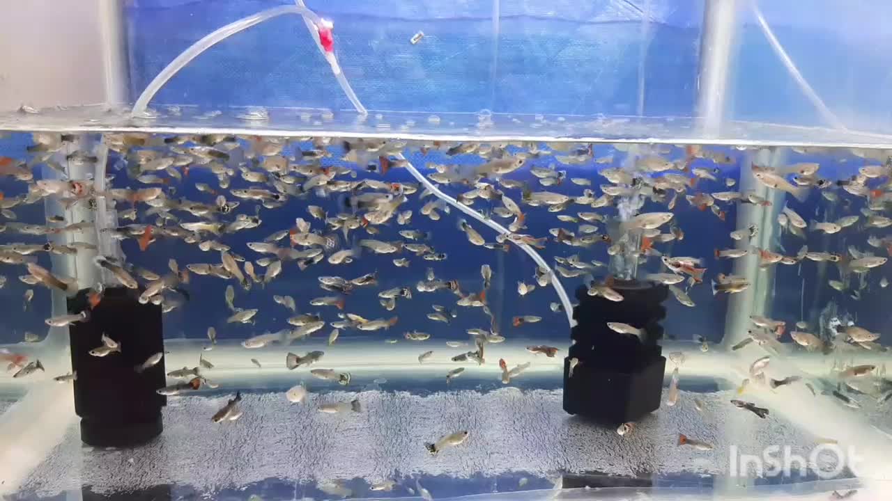 فروش انواع ماهی گوپی مولی پلاتی سوراتل|ماهی|آستانه اشرفیه, |دیوار