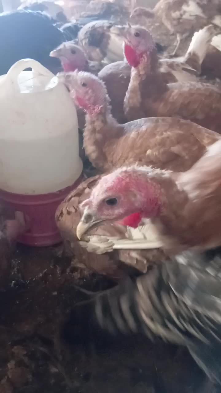 بوقلمون گوسفند بزغاله کبوتر اسب|حیوانات مزرعه|سبزوار, هویزه|دیوار